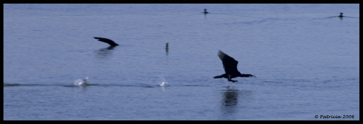 Foto de Delta del Ebro (Tarragona), España
