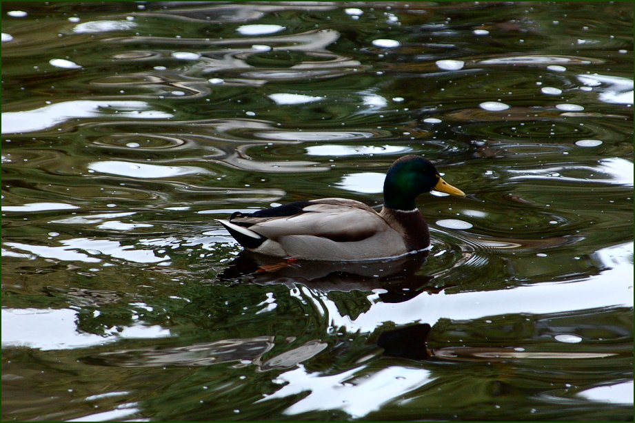 Foto de Madrid (Comunidad de Madrid), España