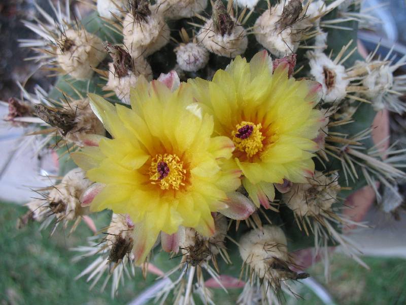 Foto de San Luis, Argentina