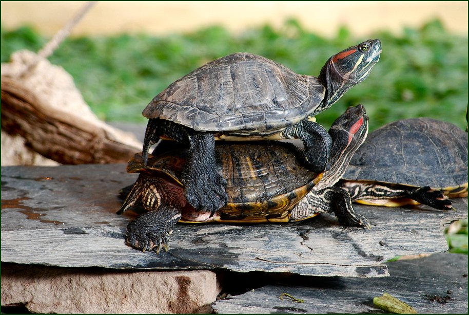 Foto de Madrid (Comunidad de Madrid), España