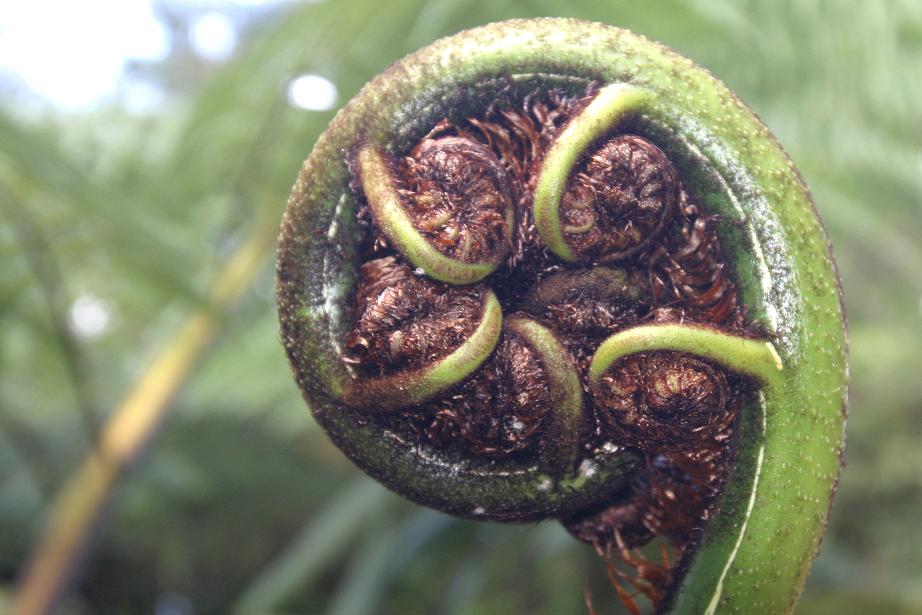 Foto de Coromandel, Nueva Zelanda