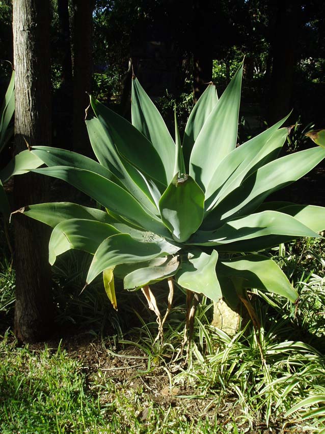 Foto de Cádiz (Andalucía), España