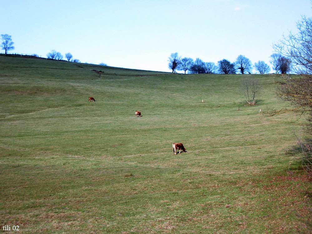 Foto de Oviedo (Asturias), España
