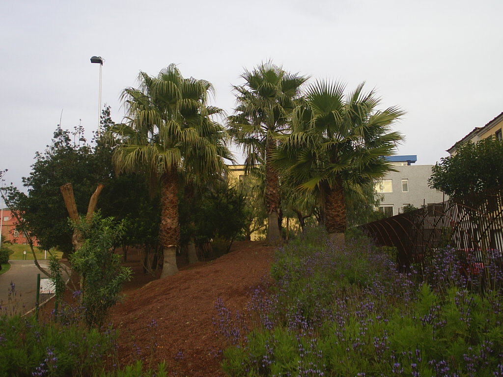 Foto de La Laguna (Santa Cruz de Tenerife), España