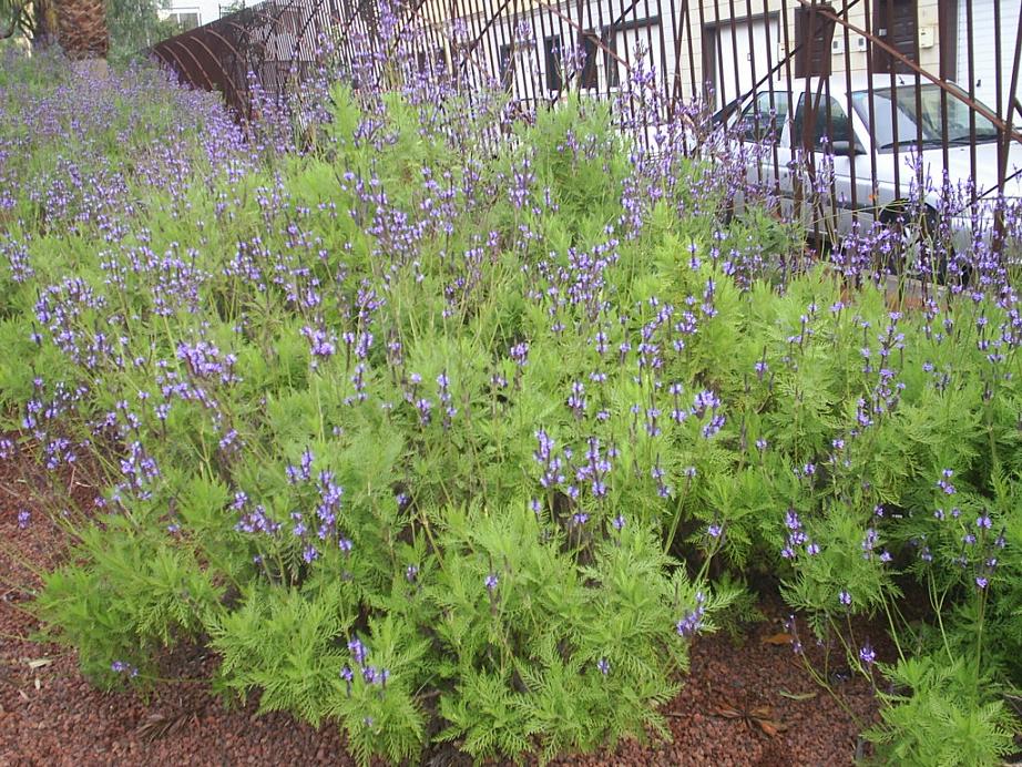 Foto de La Laguna (Santa Cruz de Tenerife), España