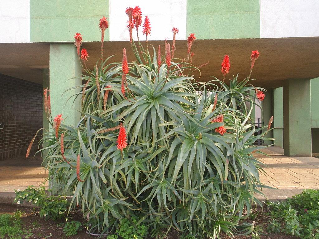 Foto de La Laguna (Santa Cruz de Tenerife), España
