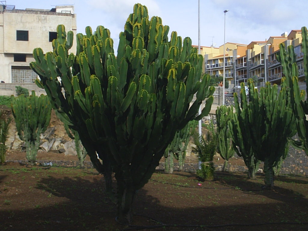 Foto de La Laguna (Santa Cruz de Tenerife), España