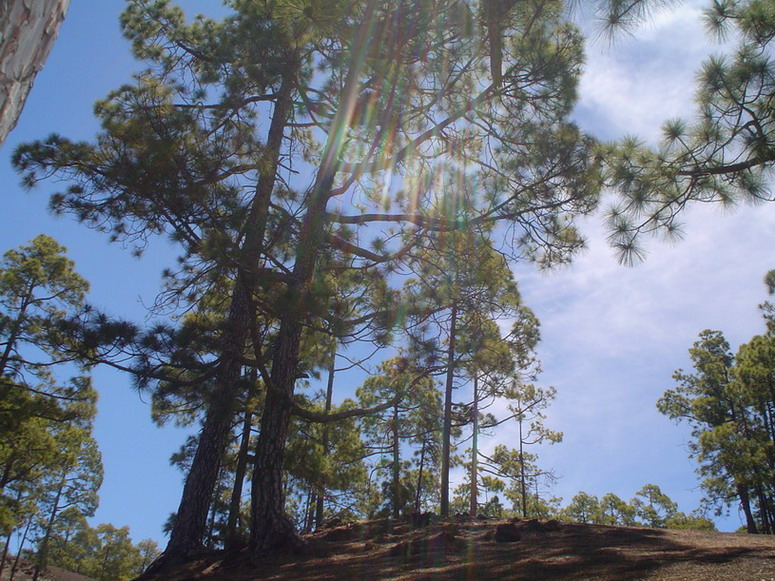 Foto de Tenerife (Santa Cruz de Tenerife), España
