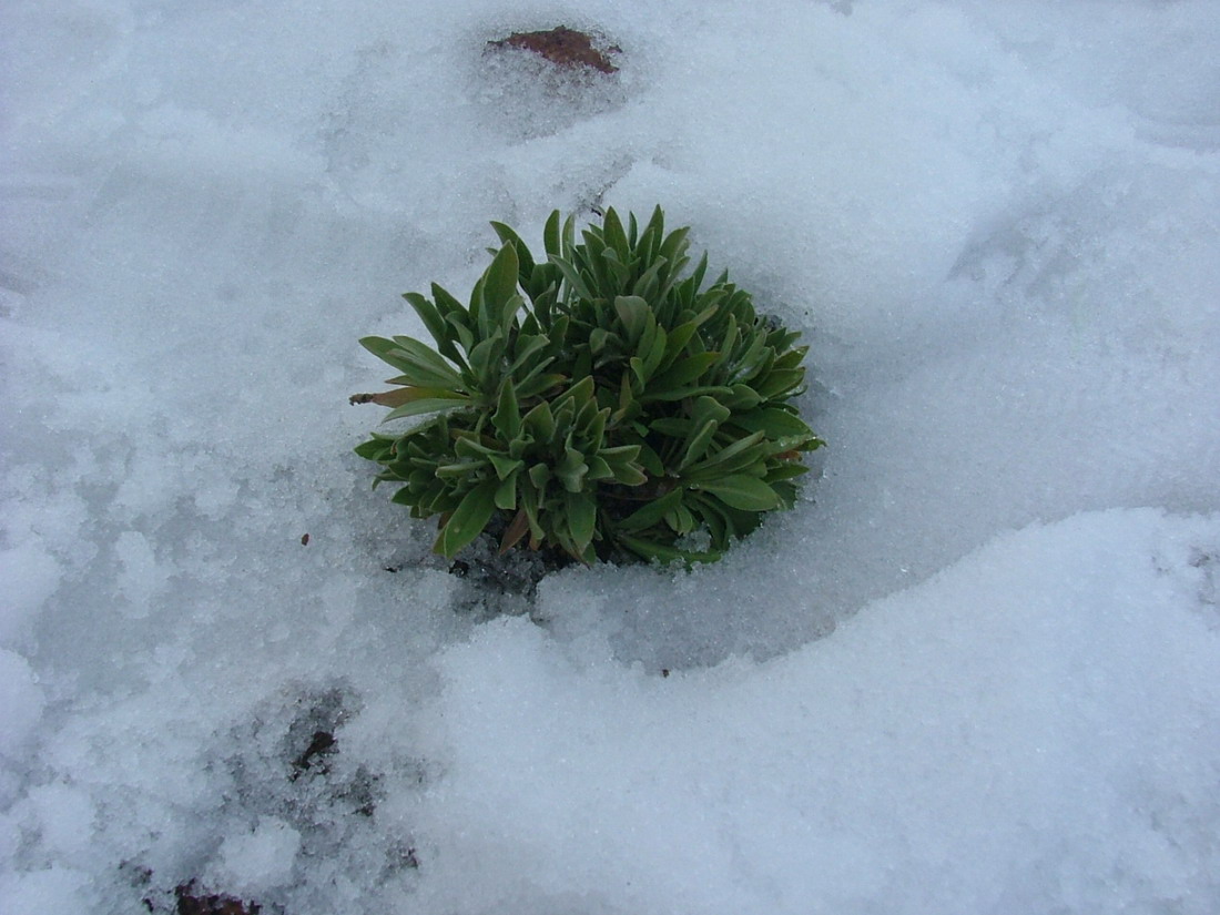 Foto de Tenerife (Santa Cruz de Tenerife), España