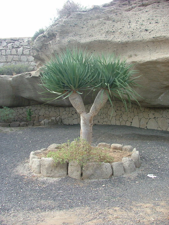 Foto de El Médano-Tenerife (Santa Cruz de Tenerife), España