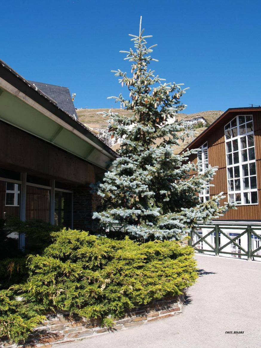 Foto de Sierra Nevada (Granada), España