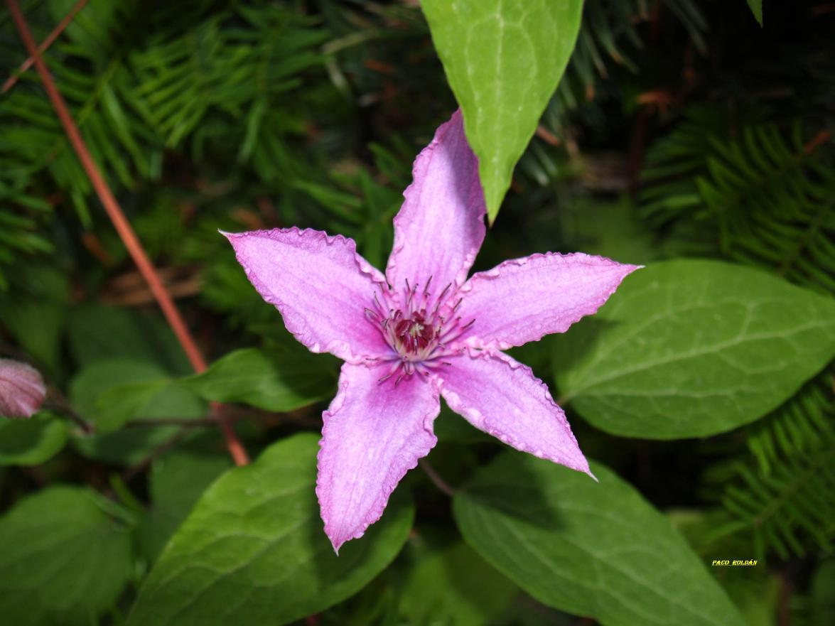 Foto de Sierra Nevada (Granada), España