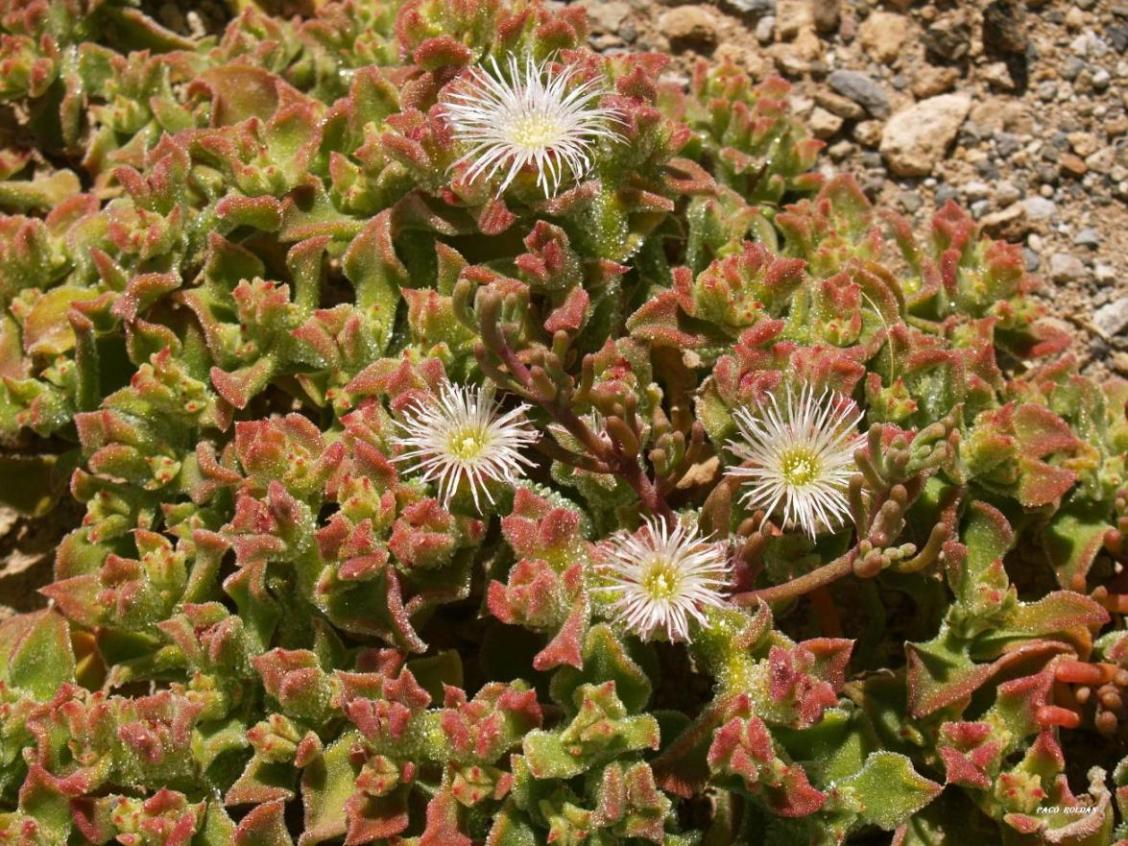 Foto de Tenerife (Santa Cruz de Tenerife), España