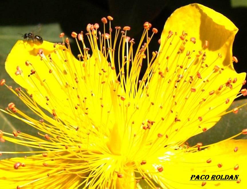 Foto de Tenerife (Santa Cruz de Tenerife), España