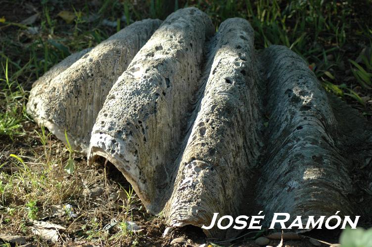Foto de Jerez  de la Frontera (Cádiz), España