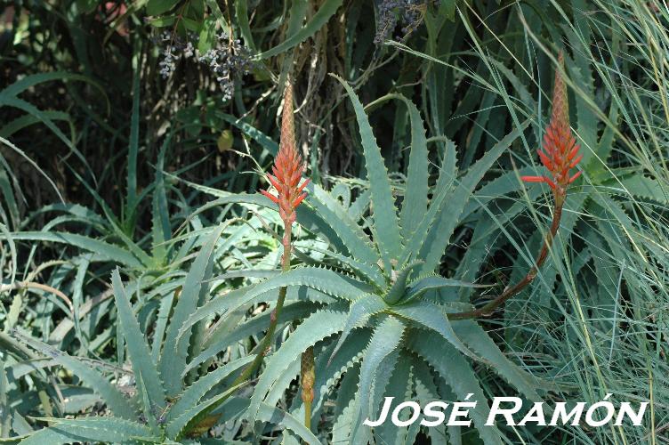 Foto de Jerez  de la Frontera (Cádiz), España