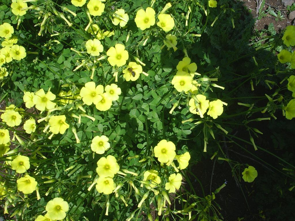 Foto de La Laguna (Santa Cruz de Tenerife), España