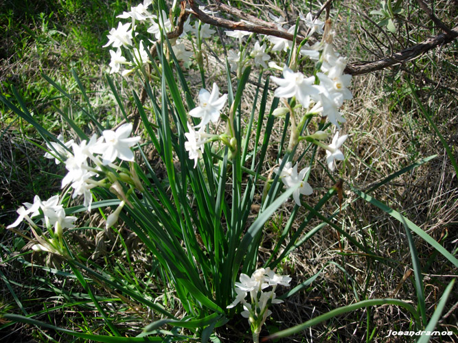 Foto de Coripe (Sevilla), España