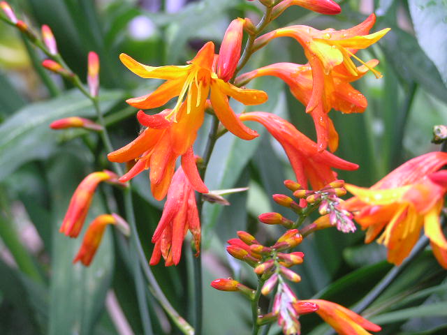 Foto de CUTERVO, Perú