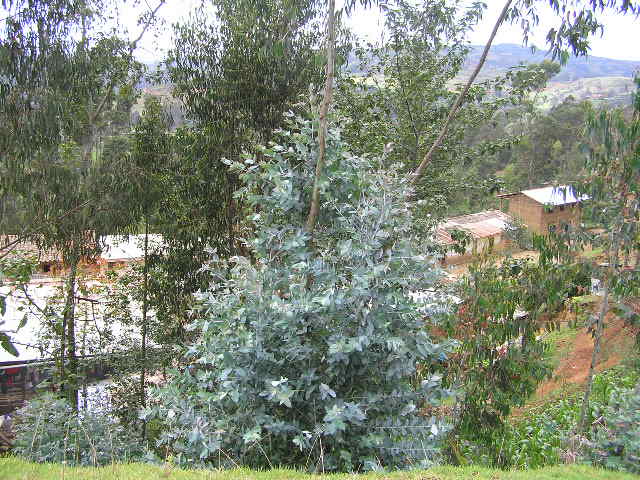 Foto de CUTERVO, Perú