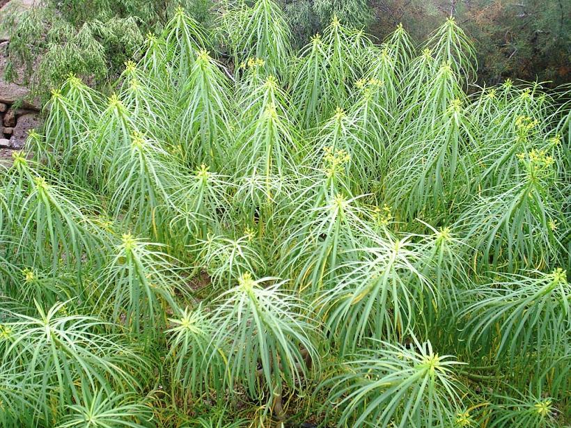 Foto de El Médano-Tenerife (Santa Cruz de Tenerife), España