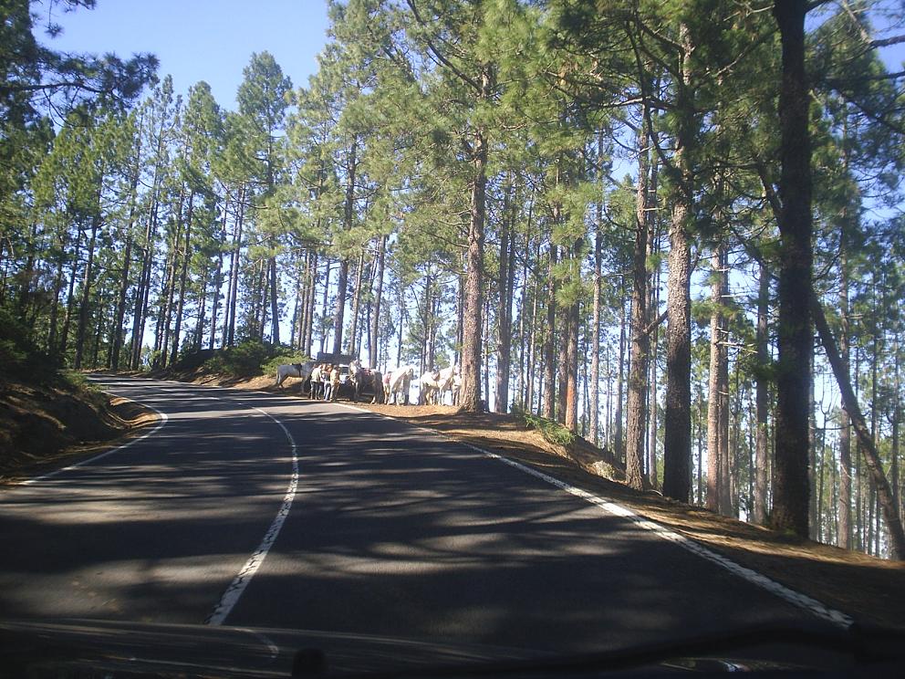 Foto de Tenerife (Santa Cruz de Tenerife), España