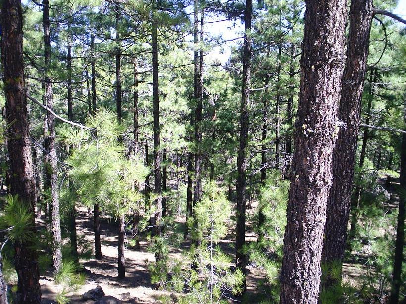 Foto de Tenerife (Santa Cruz de Tenerife), España