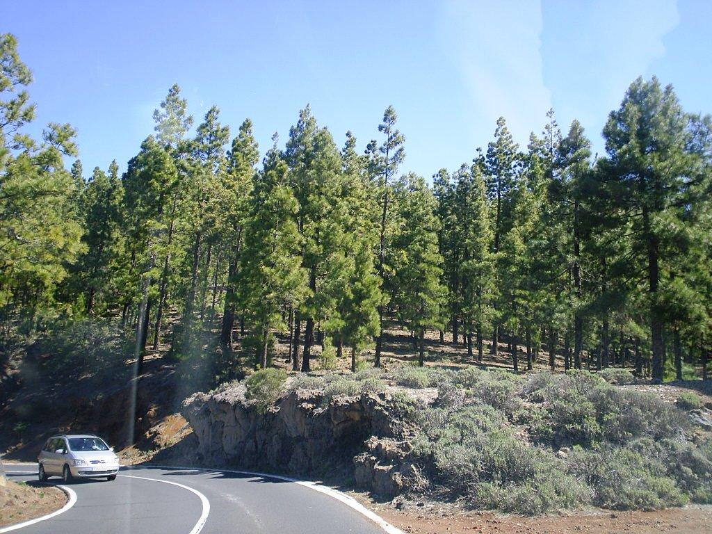 Foto de Tenerife (Santa Cruz de Tenerife), España