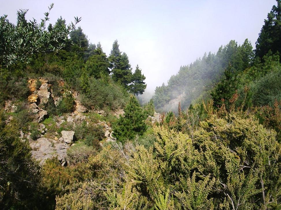 Foto de Tenerife (Santa Cruz de Tenerife), España