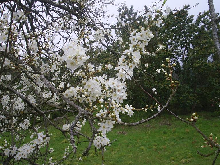 Foto de Tenerife (Santa Cruz de Tenerife), España