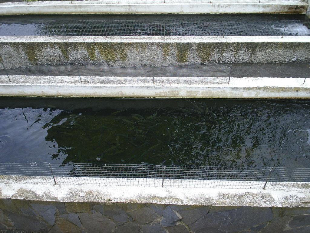 Foto de Tenerife (Santa Cruz de Tenerife), España