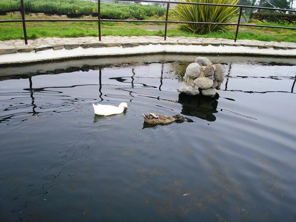 Foto de Tenerife (Santa Cruz de Tenerife), España