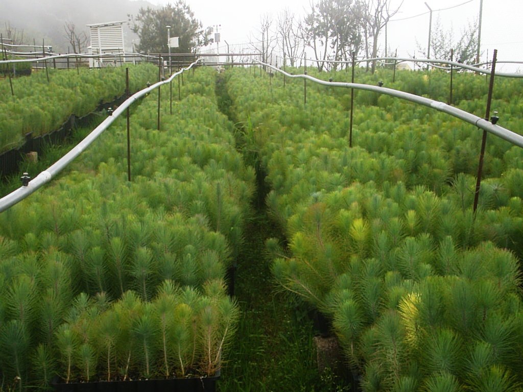 Foto de Tenerife (Santa Cruz de Tenerife), España