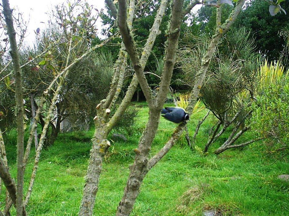 Foto de Tenerife (Santa Cruz de Tenerife), España