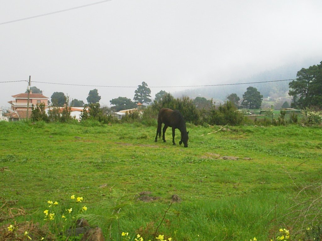 Foto de Tenerife (Santa Cruz de Tenerife), España