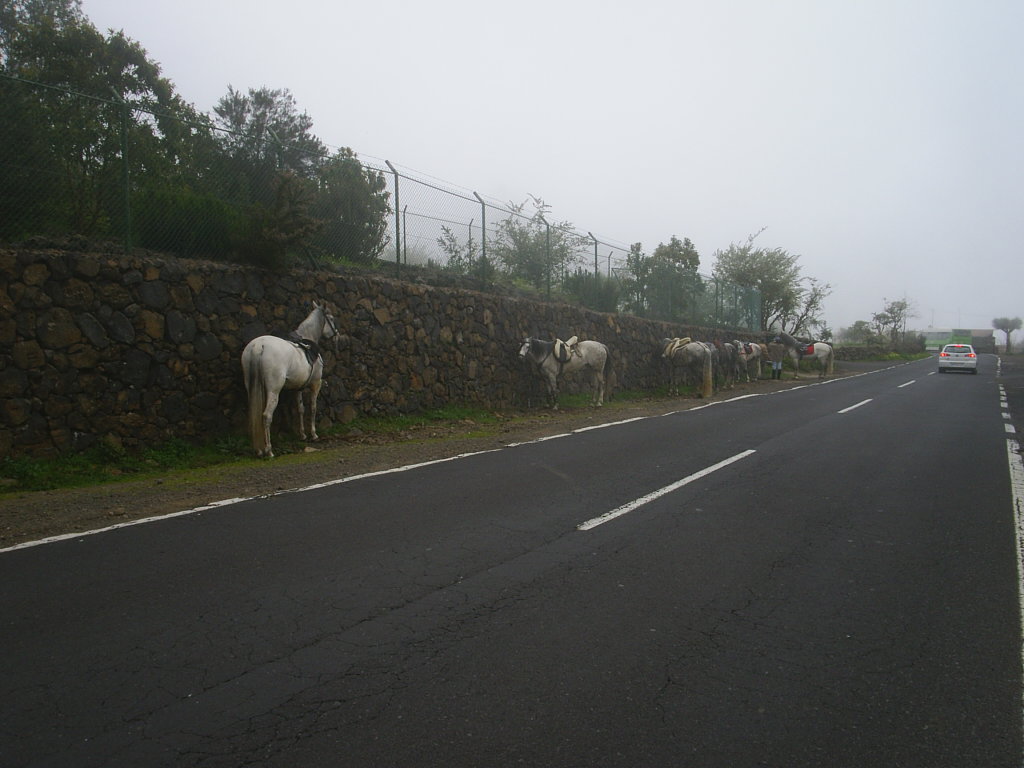 Foto de Tenerife (Santa Cruz de Tenerife), España
