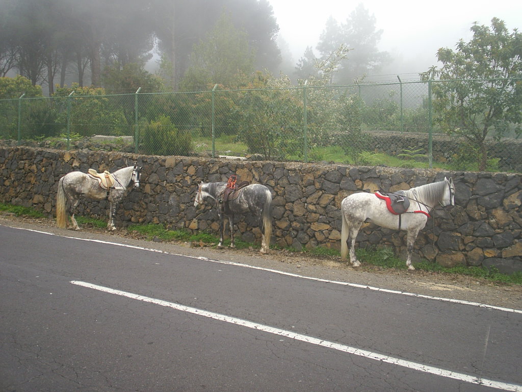 Foto de Tenerife (Santa Cruz de Tenerife), España