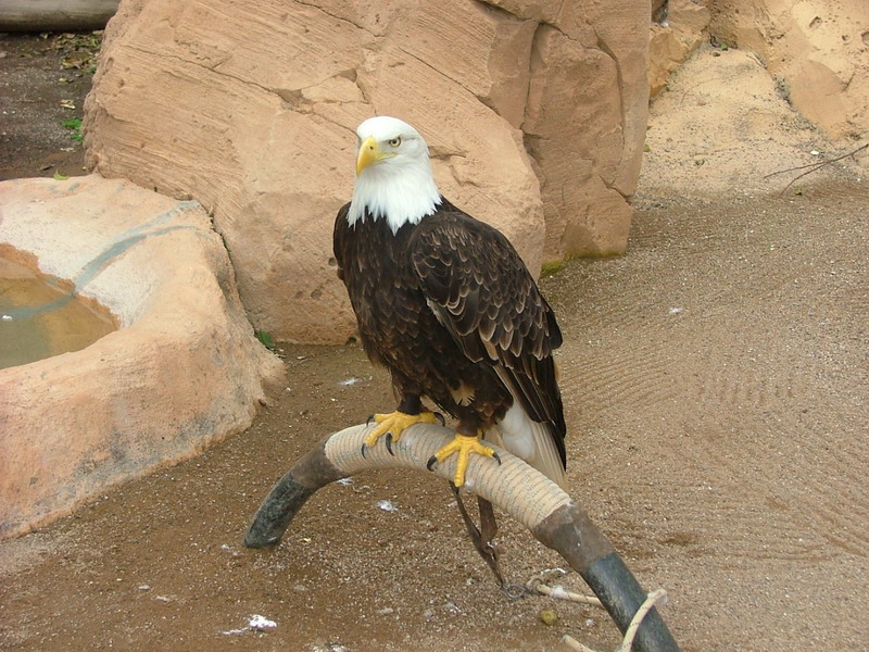 Foto de Águilas del Teide (Santa Cruz de Tenerife), España