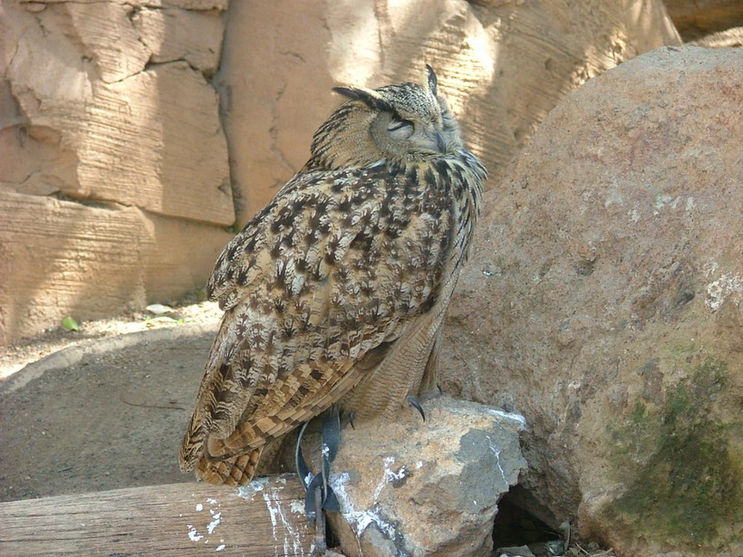 Foto de Águilas del Teide (Santa Cruz de Tenerife), España