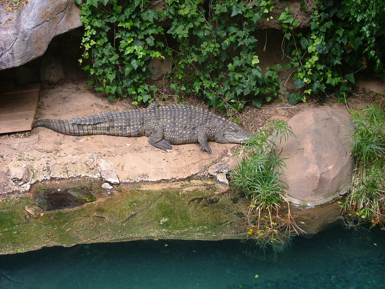 Foto de Águilas del Teide (Santa Cruz de Tenerife), España