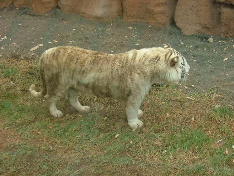 Foto de Águilas del Teide (Santa Cruz de Tenerife), España
