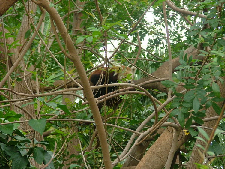 Foto de Águilas del Teide (Santa Cruz de Tenerife), España