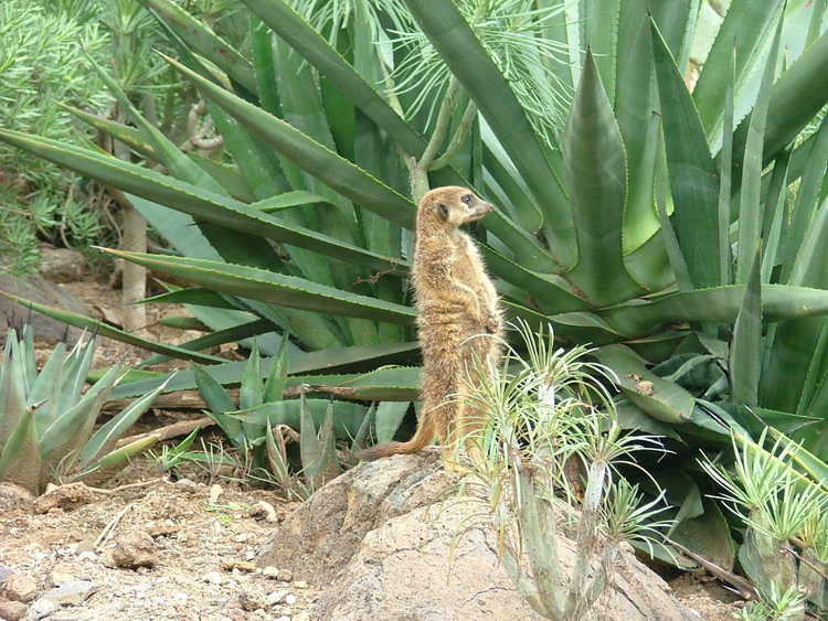 Foto de Águilas del Teide (Santa Cruz de Tenerife), España
