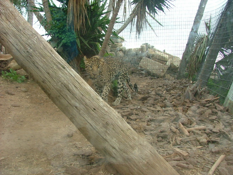 Foto de Águilas del Teide (Santa Cruz de Tenerife), España