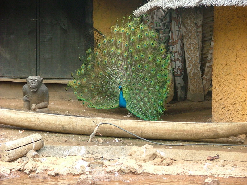 Foto de Águilas del Teide (Santa Cruz de Tenerife), España