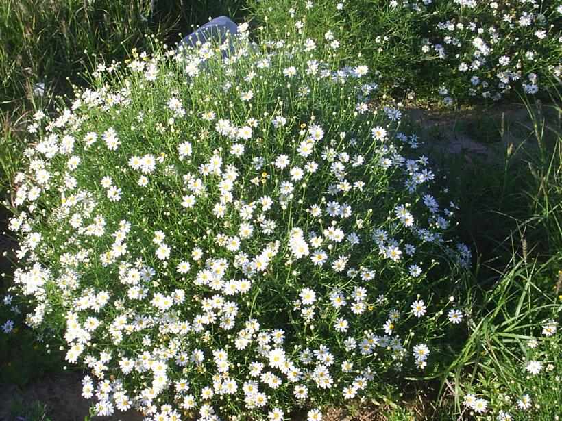 Foto de La Laguna (Santa Cruz de Tenerife), España