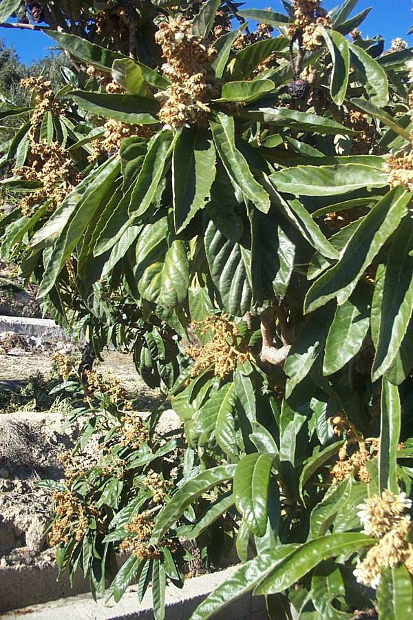 Foto de Canjáyar (Almería), España