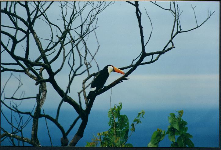 Foto de Tartagal, Argentina