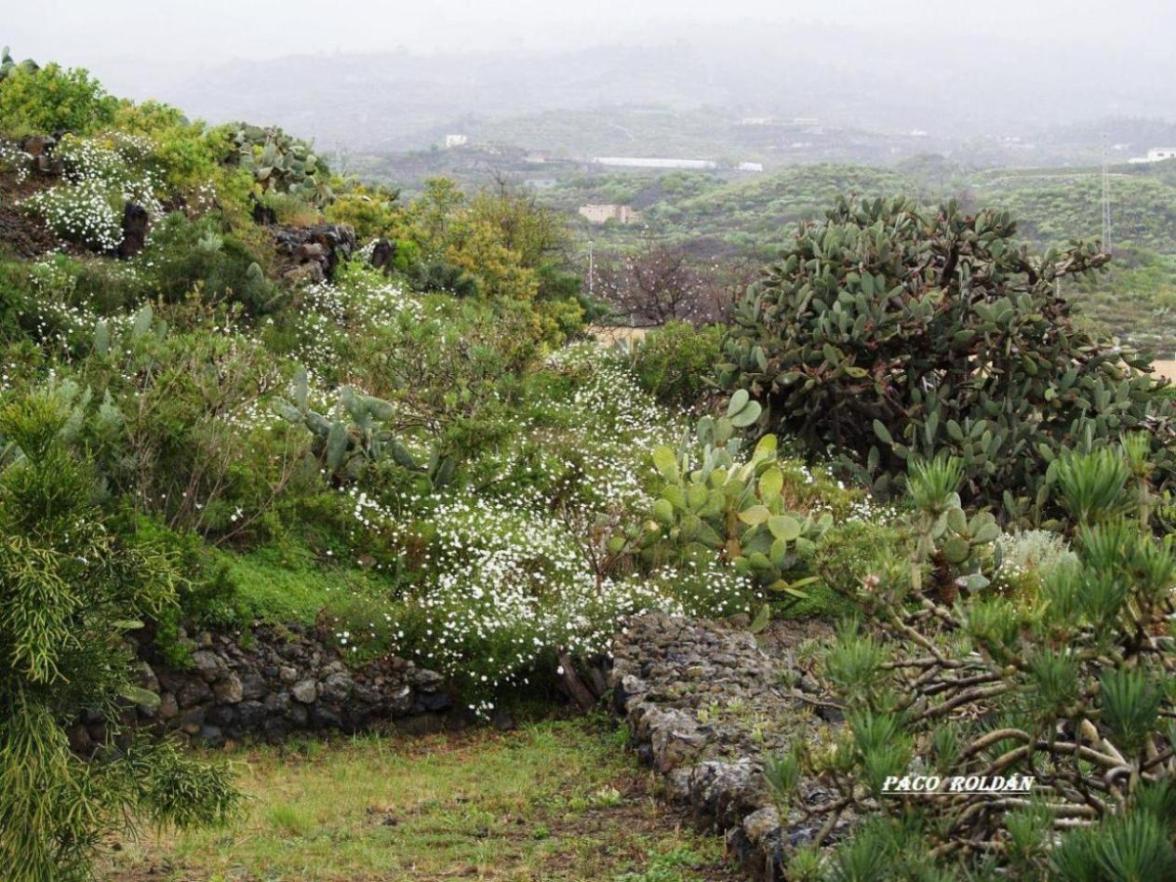 Foto de Tenerife (Santa Cruz de Tenerife), España