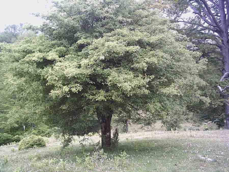 Foto de Urbasa (Navarra), España